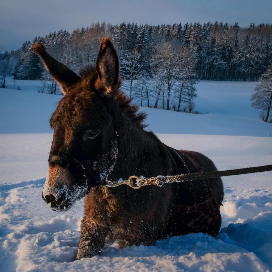 Untrasried Moosmuehle Allgaeu المظهر الخارجي الصورة