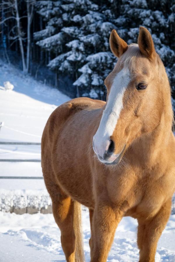 Untrasried Moosmuehle Allgaeu المظهر الخارجي الصورة